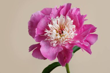 Bej arkaplanda izole edilmiş pembe şakayık çiçeği..