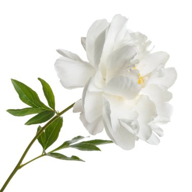 Beyaz fonda beyaz şakayık çiçeği izole.