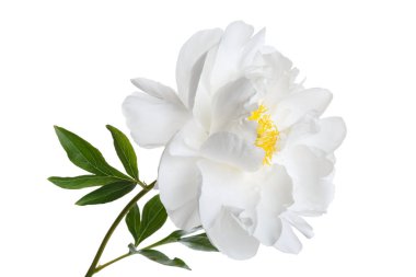 Beyaz fonda beyaz şakayık çiçeği izole.