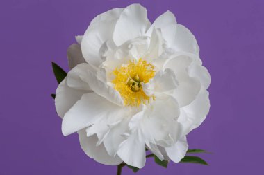 Güzel beyaz şakayık çiçeği mor arkaplanda izole edilmiş..