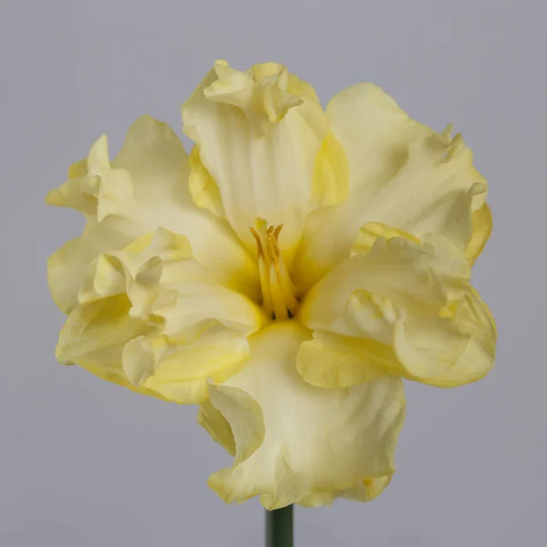 Нежный Желтый Цветок Необычного Нарцисса Выделенный Сером Фоне — стоковое фото