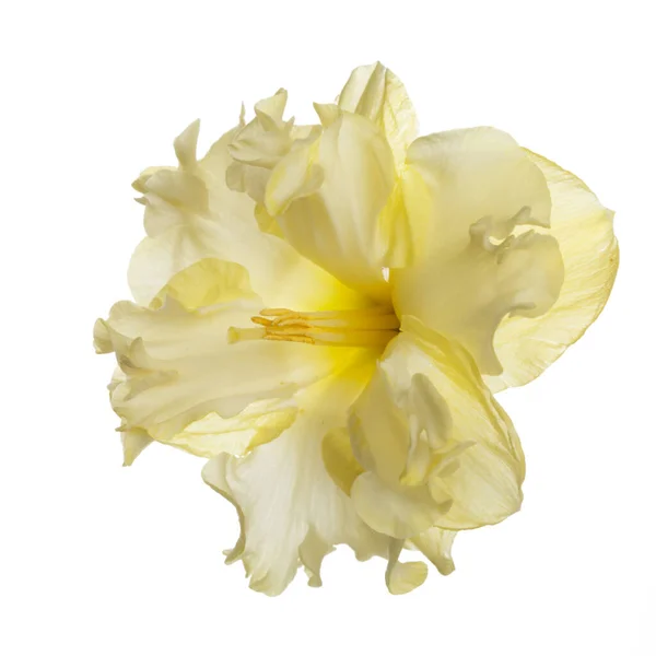 Delikatny Żółty Kwiat Niezwykłego Żonkila Wyizolowanego Białym Tle — Zdjęcie stockowe