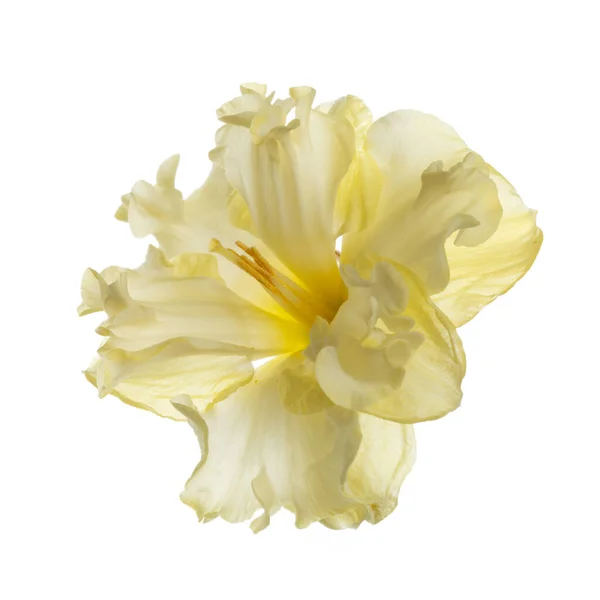 Délicate Fleur Jaune Une Jonquille Insolite Isolée Sur Fond Blanc — Photo