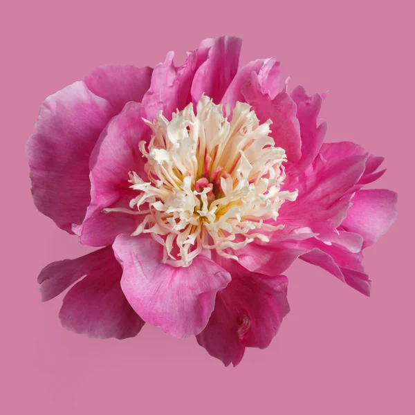 Pembe şakayık çiçeği pembe arka planda izole edilmiş..