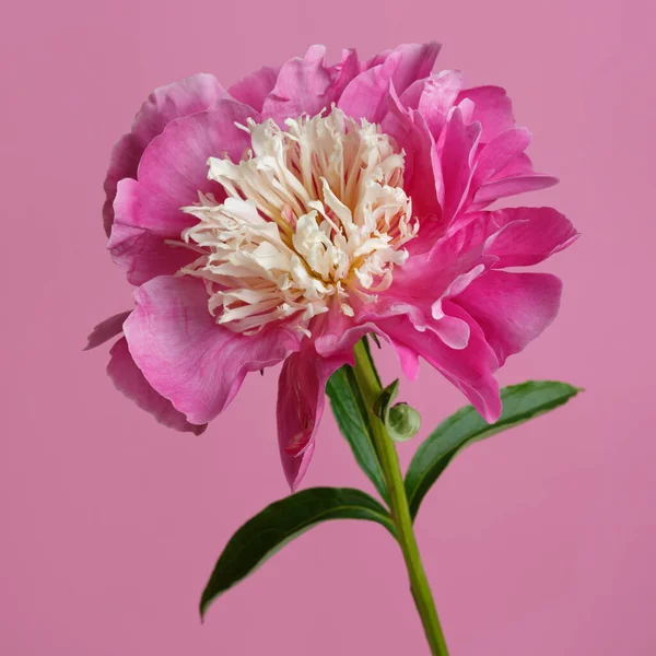 Flor Peonía Rosa Aislada Sobre Fondo Rosa — Foto de Stock