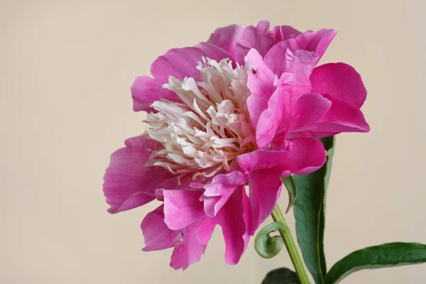 Pink Peony Flower Isolated Beige Background — Stock Photo, Image