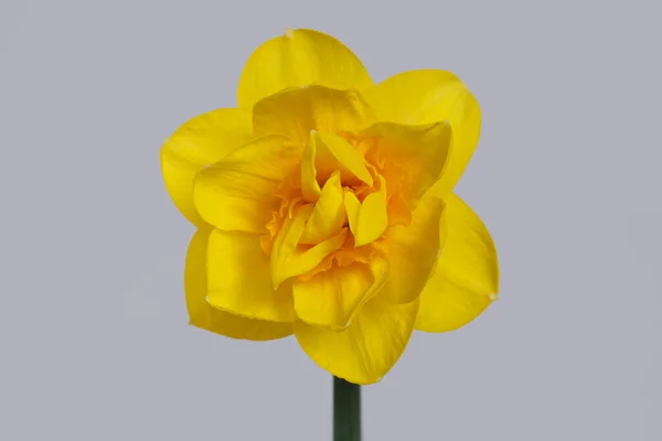 Bright Yellow Unusual Daffodil Flower Isolated Gray Background — Stock Photo, Image