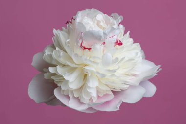 Yumuşak pembe şakayık çiçeği pembe arka planda izole.