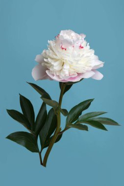 Yumuşak pembe şakayık çiçeği mavi arka planda izole edilmiş..