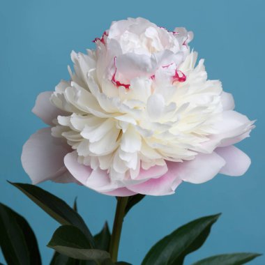 Yumuşak pembe şakayık çiçeği mavi arka planda izole edilmiş..