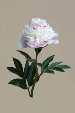 Bej bir arka planda izole edilmiş yumuşak pembe şakayık çiçeği..