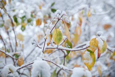 Kış doğal duvar kâğıdı, kar altında sarı sonbahar yapraklı dallar..