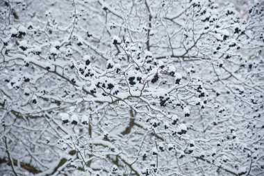 Kış doğal duvar kâğıdı, kardaki dikenli dutlu dallar.