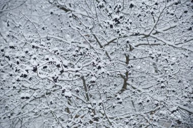 Kış doğal duvar kâğıdı, kardaki dikenli dutlu dallar.