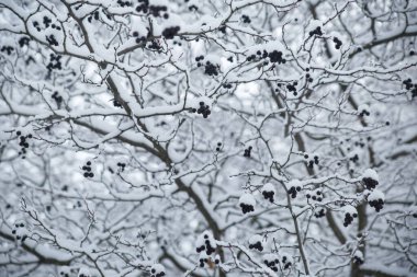 Kış doğal duvar kâğıdı, kardaki dikenli dutlu dallar.