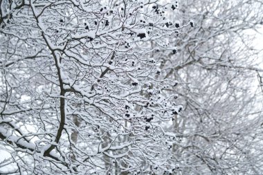 Kış doğal duvar kâğıdı, kardaki dikenli dutlu dallar.