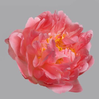 Güzel mercan rengi şakayık çiçeği gri arka planda izole edilmiş..