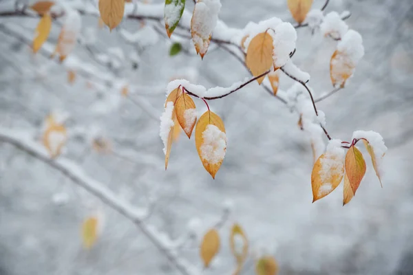 Χειμώνας Φυσική Ταπετσαρία Κλαδιά Κίτρινα Φύλλα Του Φθινοπώρου Στο Χιόνι — Φωτογραφία Αρχείου