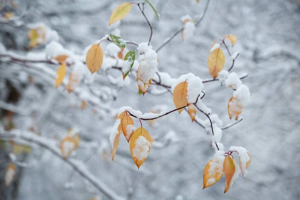 Winter natural wallpaper, branches with yellow autumn leaves in the snow.