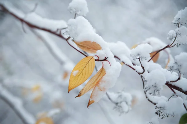 冬天的天然墙纸 枝条上有秋天的黄叶在雪中 — 图库照片