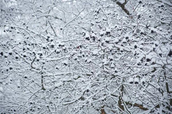 Зима Натуральные Обои Ветви Боярышником Ягоды Снегу — стоковое фото