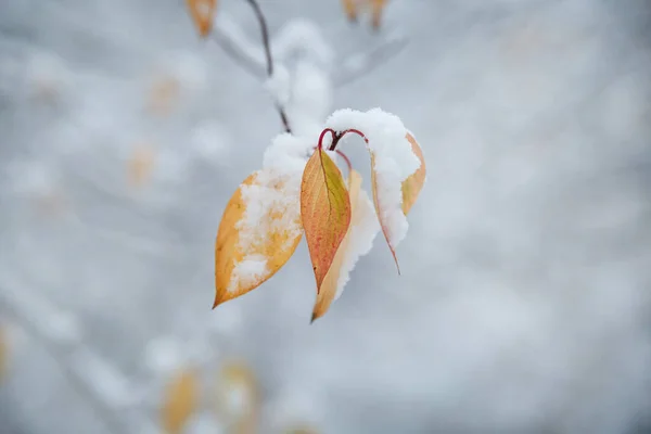 Winter natural wallpaper, branches with yellow autumn leaves in the snow.