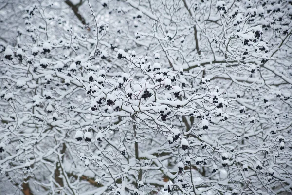 Χειμώνας Φυσική Ταπετσαρία Κλαδιά Μούρα Hawthorn Στο Χιόνι — Φωτογραφία Αρχείου