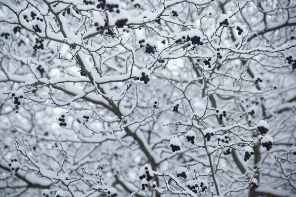 Winter Natuurlijk Behang Takken Met Meidoorn Bessen Sneeuw — Stockfoto