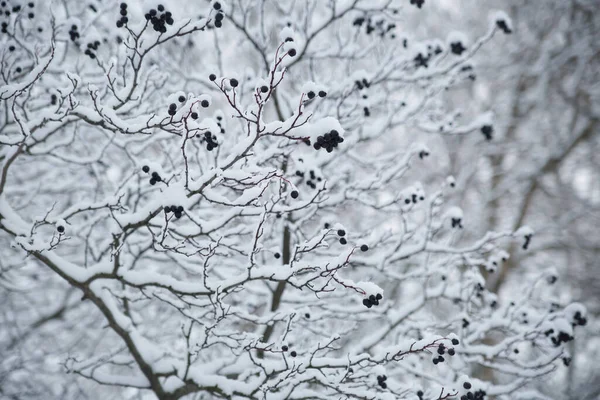 Winter natural wallpaper, branches with hawthorn berries in the snow.