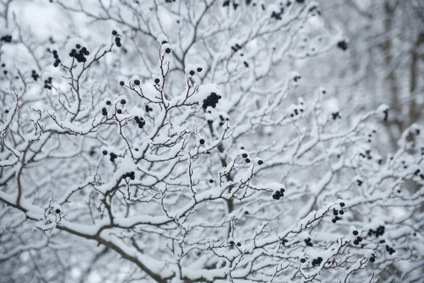 Winter Natural Wallpaper Branches Hawthorn Berries Snow — Stock Photo, Image