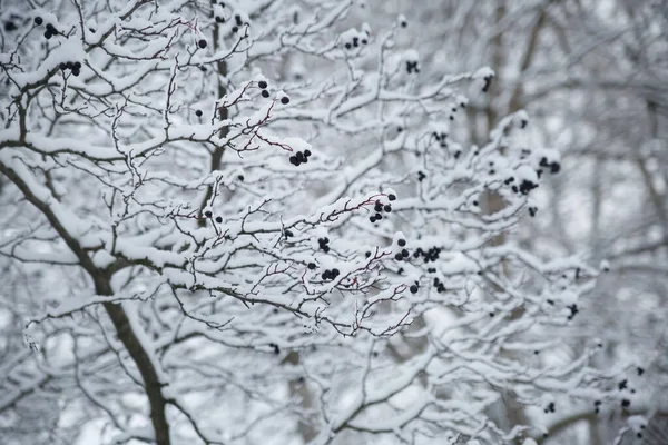 Winter Natural Wallpaper Branches Hawthorn Berries Snow — Stock Photo, Image