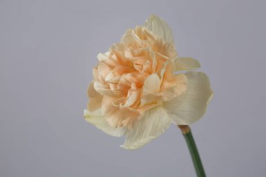 Gri arka planda izole edilmiş şeftali merkezli yumuşak nergis..