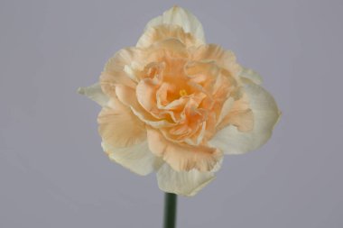 Gri arka planda izole edilmiş şeftali merkezli yumuşak nergis..