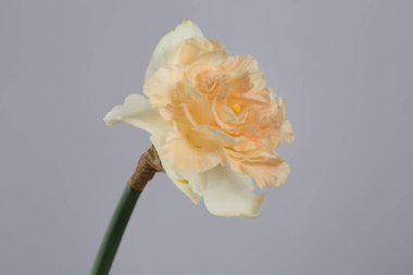 Gri arka planda izole edilmiş şeftali merkezli yumuşak nergis..