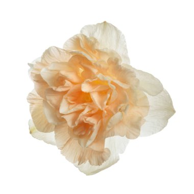 Beyaz arka planda izole edilmiş şeftali merkezi olan yumuşak nergis..