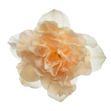 Beyaz arka planda izole edilmiş şeftali merkezi olan yumuşak nergis..