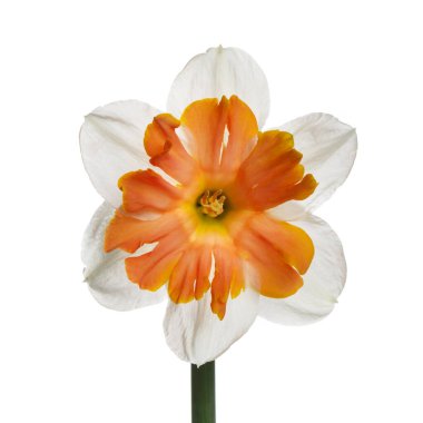 Parlak turuncu merkezli nergis çiçeği beyaz arka planda izole edilmiş..