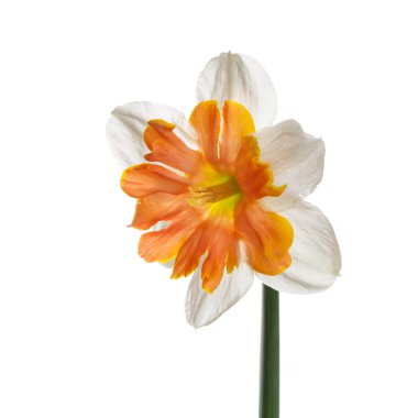 Parlak turuncu merkezli nergis çiçeği beyaz arka planda izole edilmiş..