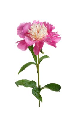 Beyaz arkaplanda izole edilmiş pembe şakayık çiçeği.