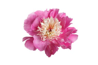 Beyaz arkaplanda izole edilmiş pembe şakayık çiçeği.