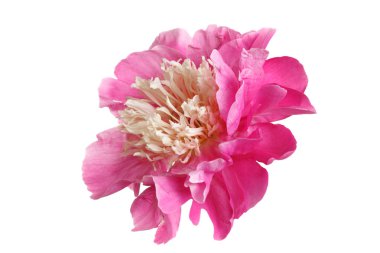 Beyaz arkaplanda izole edilmiş pembe şakayık çiçeği.