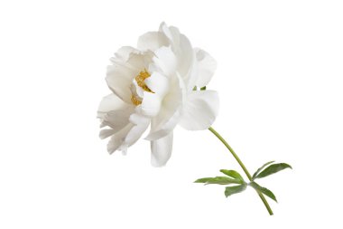 Beyaz arkaplanda izole edilmiş yumuşak beyaz şakayık çiçeği.