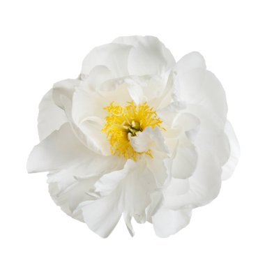 Beyaz arkaplanda izole edilmiş yumuşak beyaz şakayık çiçeği.