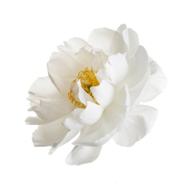 Beyaz arkaplanda izole edilmiş yumuşak beyaz şakayık çiçeği.