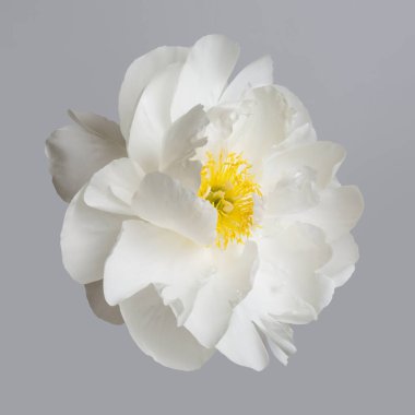 Gri arkaplanda yalıtılmış beyaz şakayık çiçeği.