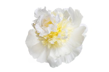 Beyaz-sarı şakayık, beyaz arka planda soyutlanmış şakayık..