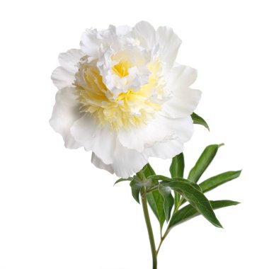 Beyaz-sarı şakayık, beyaz arka planda soyutlanmış şakayık..