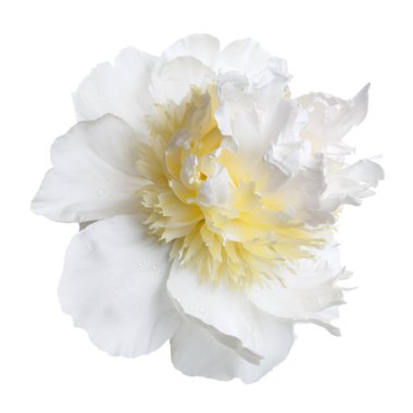 Beyaz-sarı şakayık, beyaz arka planda soyutlanmış şakayık..