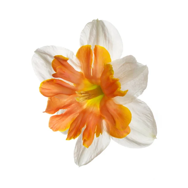 Żonkil Kwiat Jasnym Pomarańczowym Centrum Izolowane Białym Tle — Zdjęcie stockowe