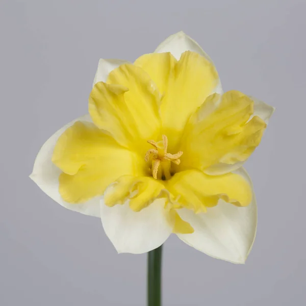 Цветок Нарцисса Ярко Желтым Центром Изолирован Сером Фоне — стоковое фото